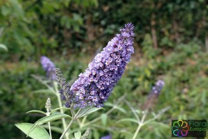 Buddleja davidii